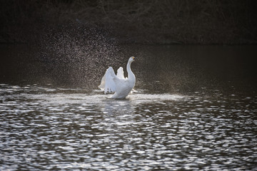 水浴びをする白鳥