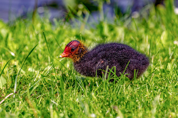 Coot chicks in the meadow