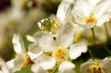 green grasshoper locust on the sand