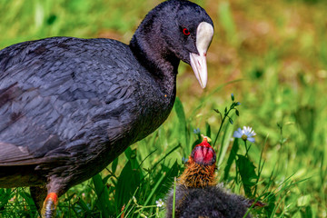 Coot with chicks in the meadow