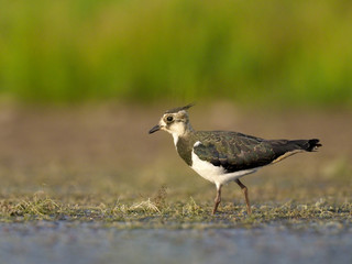 Northern lapwing, Vanellus vanellus