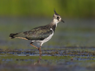 Northern lapwing, Vanellus vanellus