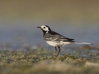 Pied wagtail, Motacilla alba yarrellii,