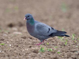 Stock dove, Columba oenas