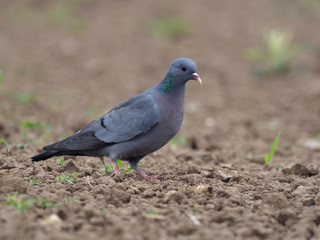 Stock dove, Columba oenas