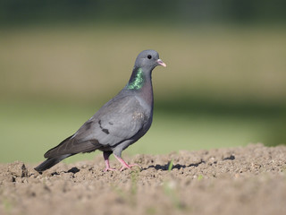 Stock dove, Columba oenas