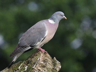 Wood pigeon, Columba palumbus