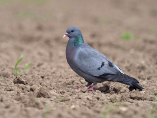 Stock dove, Columba oenas