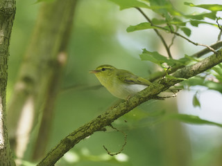 Wood warbler, Phylloscopus sibilatrix