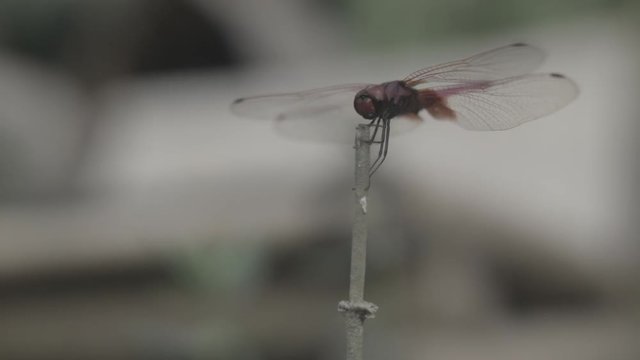 Dragonfly, red, flying, landing, woodstick, ungraded