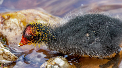 Obraz premium Coot chicks in the water