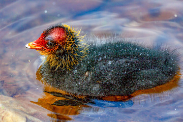 Coot chicks in the water