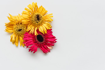 Herbarium of dried gerbera on white background