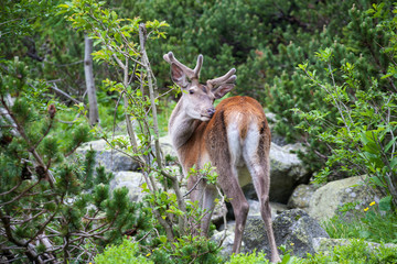 Deer in the mountain forest.