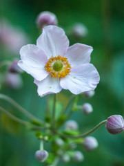 A Floral natural delicate background. Anemone. Japanese anemone (Anemone hupehensis) in flower. 