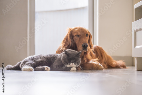 British Short Hair Cat And Golden Retriever Stock Photo And