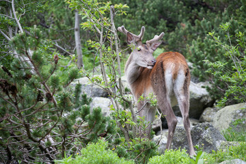 Deer in the mountain forest.