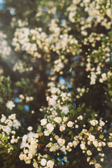 Small white flowers on the trees