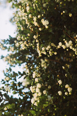 Small white flowers on the trees
