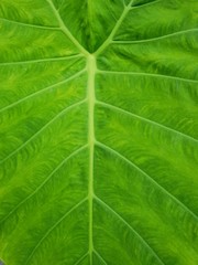 Close up of Elephant ear leaves pattern, Ecological Concept, Space for text in template, abstract background (Cocoyam, Dasheen, Eddoe, Japanese taro, Taro, Colocasia esculenta), vertical