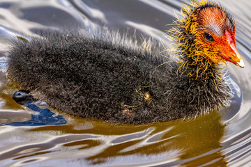 Coot chicks in the water