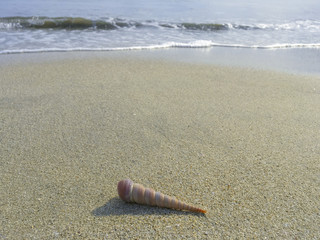 shell on the ocean coast, wet yellow sand, a sea shell, waves and sand, tranquility, a natural natural background, a long narrow striped shell