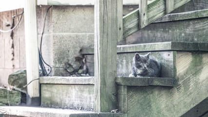 Small Kitten On Old Wooden Residential Steps