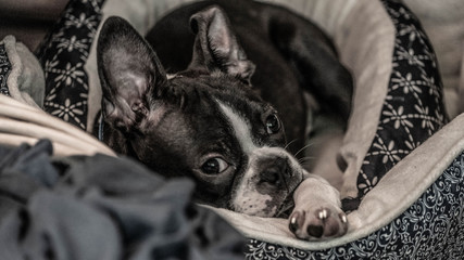 Boston Terrier Lay In Bed, Staring into Camera