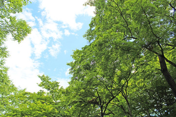 軽井沢の風景