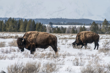 Grand Teton National Park Bison Roaming The Fields