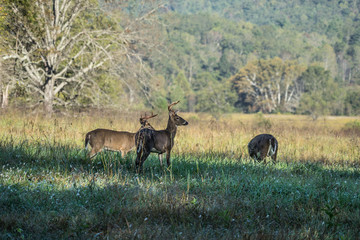 Naklejka na ściany i meble Deer Grazing In The Early Morning Hours In Great Smoky Mountains National Park, Tennessee At Cades Cove