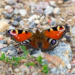 Butterfly on stony ground