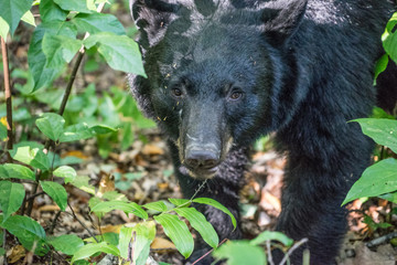 Closeup of Black Bear in Great Smoky Mountains National Park, Tennessee. A wandering bear finds his way near a major tourist route through this historic National tourist destination.