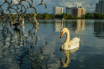 Beautiful Swan In Downtown Orlando's Lake Eola Park