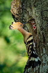 Eurasian Hoopoe (Upupa epops) feeding it's chicks captured in flight © phototrip.cz