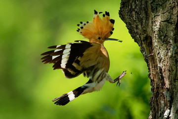 Naklejka premium Eurasian Hoopoe (Upupa epops) feeding it's chicks captured in flight