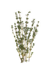 ハーブ　タイム