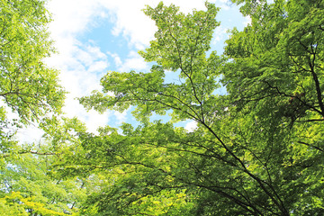 Fototapeta premium 軽井沢の風景