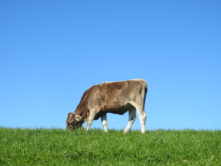 kuh, bauernhof, tier, gras, rinder, wiese