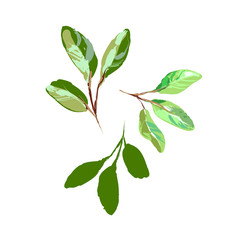 Sketch style Realistic Green Young Leaves isolated on white vector Illustration