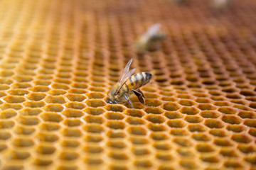 Honey bees on a honeycomb inside beehive. Hexagonal wax structure with blur background.