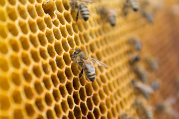 Honey bees on a honeycomb inside beehive. Hexagonal wax structure with blur background.