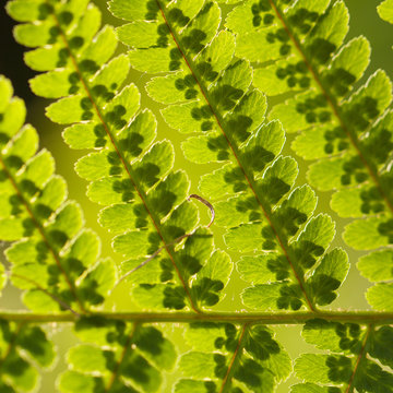 beautiful green openwork sheet of a fern growing in a forest or in a park
