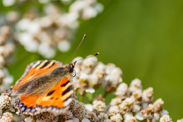 Small tortoiseshell Butterfly with rolled up tongue