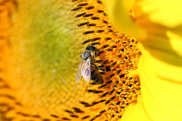 bee on sunflower summer season