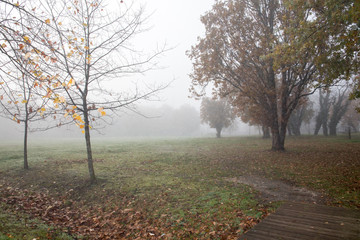 autumn landscape in the countryside in the morning under the fog