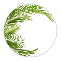 Green palm branches in round frame
