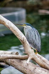 Beautiful young Grey Heron close-up portrait, bird resting on a dead branch in cloudy spring day