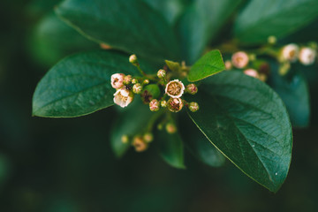 Young buds of cotoneaster lucidus in macro on background of rich green leaves in shadow with copy space Small beautiful flowers close up.