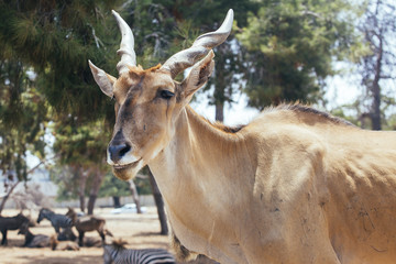 Naklejka na ściany i meble beautiful gazelle head